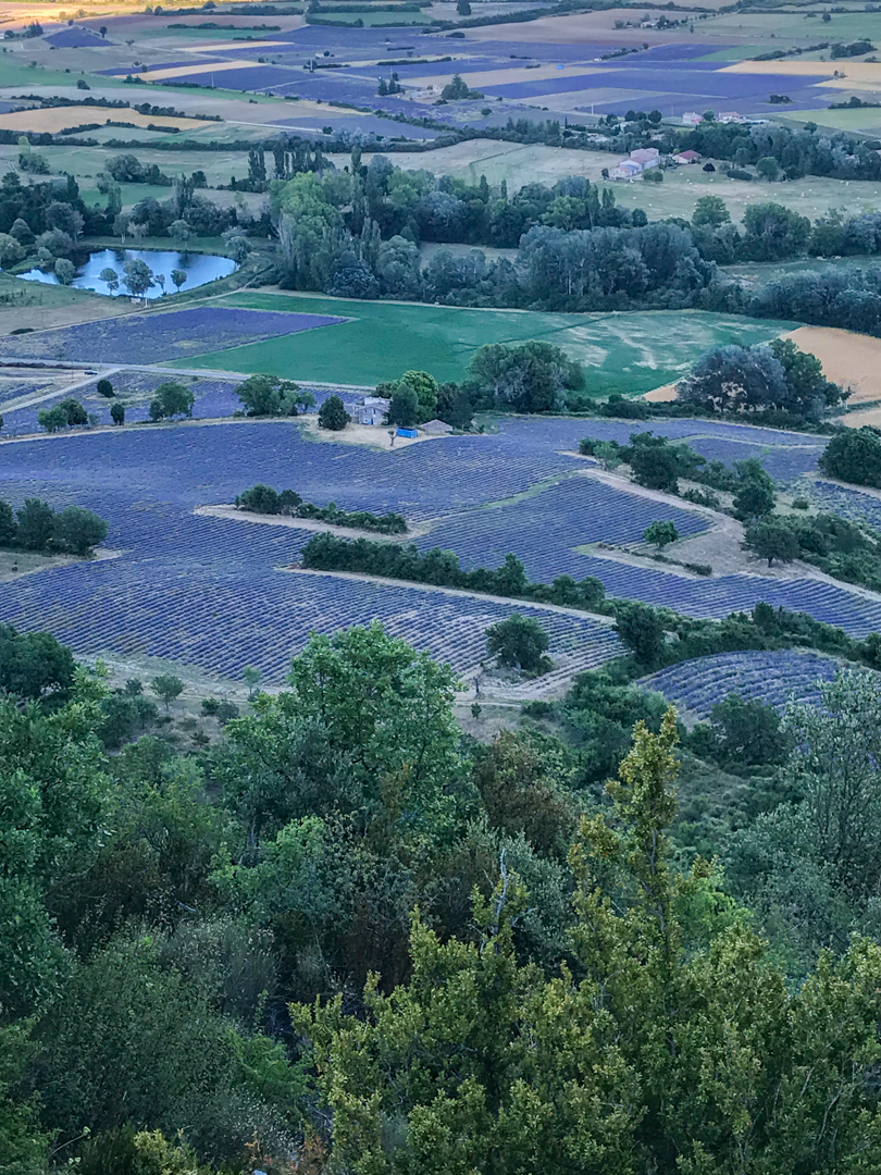 Lavender Fields at Sault